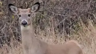 Whitetail Deer Walking up Close to me(Longer Version)