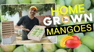 Mango Harvesting - Homegrown Mangoes - Food Fusion