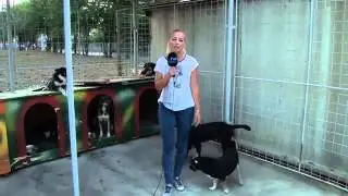 Muhabirin Paçasına İşeyen Köpek