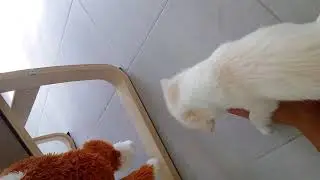 Луна играет
