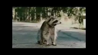 Месть пушистых.avi