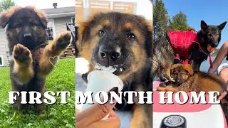 German Shepherd Puppy’s First Month Home