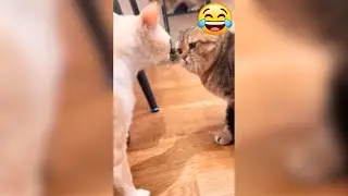 Funniest Animals 2023 