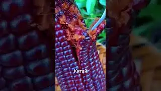 Чёрная кукуруза из Китая — сладкая и липкая на вкус!