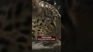 Leopard Attack Caught on Camera! 