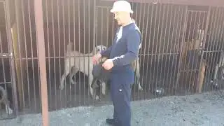 Бугай Алабай. Встречаем гостей.