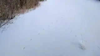 Поймал первого волка. Caught the first wolf.