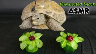 This ASMR Tortoise Is Eating Like a Queen (Cucumber Flowers!)