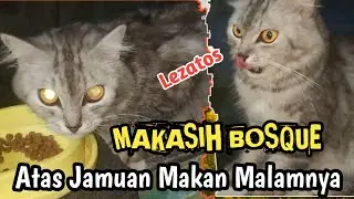 Kasih makan kucing peliharaan, Kaihan seharian belom makan