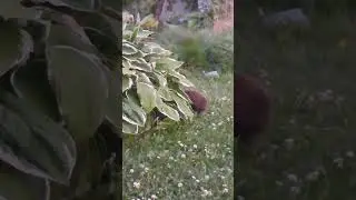 Пришёл из тумана