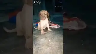 ALWAYS SLEEP 