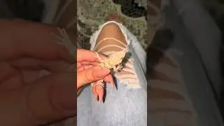 Мой Новый Питомец СИБАСТИАН 🦎☺️🔥 2024