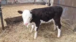 Телочка сосет вымя Снежки🐮