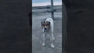 Волкодав размерами как Конь!!!