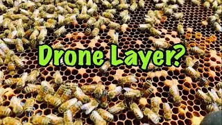 Nothing but DRONE CELLS in the Hive - What should I do?