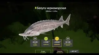 Белуга Черноморская 229кг Русская Рыбалка 4/ Beluga 229kg
