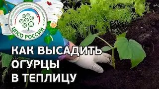 🥒 Посадка рассады огурцов в теплицу. Как посадить рассаду огурцов.