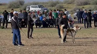поле Талхан Ашхабад обзор Туркменских собак - Turkmen Alabay