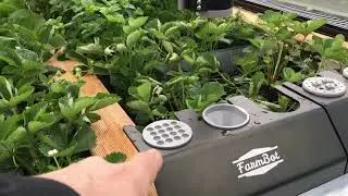 FarmBot in Action bei itelligence Berlin