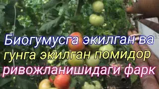 Биогумусга ва гунга экилган помидорлар ривожланишидаги фарк