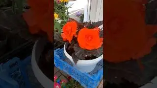 Торгую цветами на рынке 🌺🌺🌺#flowers #огород #петуния #plants #flowers #цветы