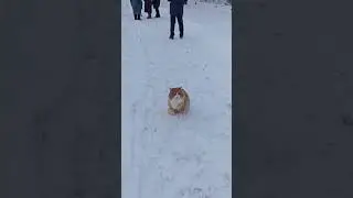 кот