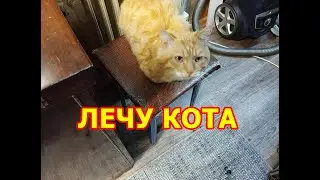 Как я делал коту перевязку