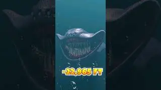 Deep sea creatures are found Great White Shark Vs El Gran Maja