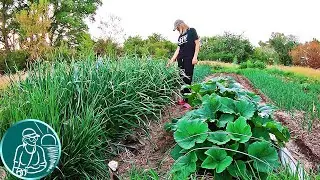 🥔 Экскурсия по огороду Гордеевых 🌱 Как растения пережили морозы и засуху