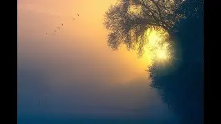 УСПОКОИТЬ НЕРВНУЮ СИСТЕМУ   Пение лесных птиц