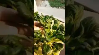 rutinitas di pagi hari
