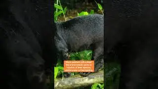 Black panthers are real! 