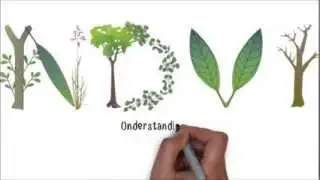 NDVI - Normalized Difference Vegetation Index