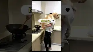 Chán ổng hết sứcchó pet xuhuong dog