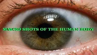 Macros of the Human Body