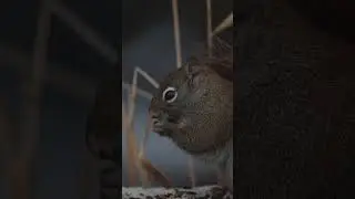 Munch, munch, munch