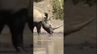 Unique Relationships | Rhinos and Turtles
