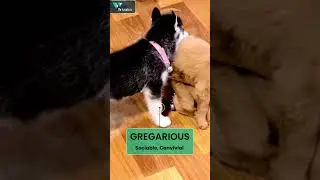 Advanced GRE Vocabulary | English Vocab | Vocab with Pets | Gregarious #gre #greprep #pets #grevocab