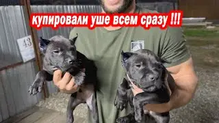 Купировал всем сразу уши !!!! 10 щенков питбуля приобрели новый вид !!! Первая добыча котенка.