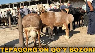 Тепақўрғон Қўй Бозори Нархлари.Бозорга Чиройли Қўйлар Чиқди 