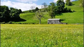 Beautiful British Wildflower Meadows