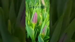 Laptop на 18 февраля