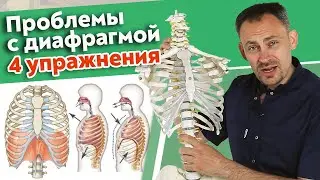 Как работает диафрагма? / Полезные упражнения для диафрагмы на каждый день