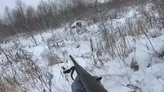 Bear hunting. The predator scares people. Forced shooting. And fishing on Sakhalin