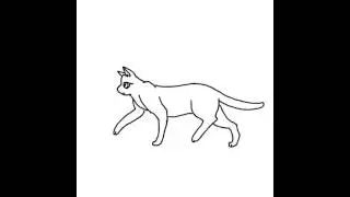 Cat walking