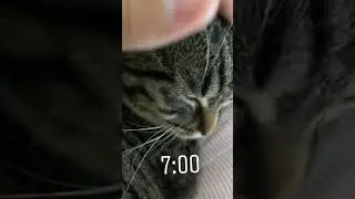 Джавид новые истории