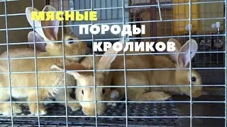 Бургундские,  калифорнийские и шиншилловые кролики в хозяйстве Моряк/ЕвроКрол