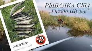 Щучье Гнездо ? / Рыбалка на спиннинг 2024