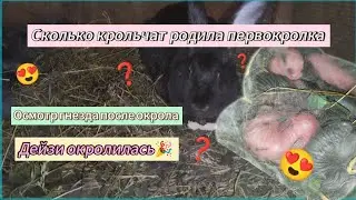 Крольчиха окролилась. Сколько крольчат родила первокролка? Осмотр гнезда после окрола🕵️‍♀️ #кролики