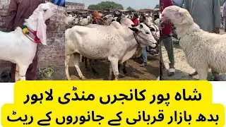 Shahpur Kanjra Wednesday Mandi Rates Update